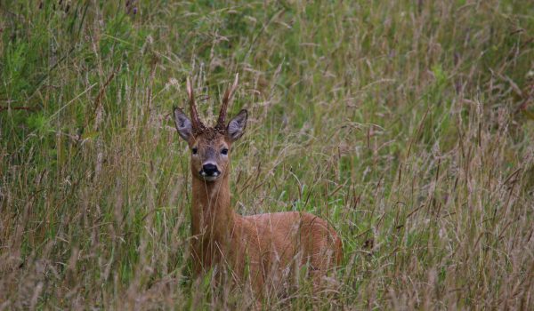 Roe deer buck in meadow grass